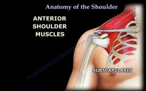 anatomy_of_the_shoulder.jpg